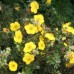 Potentilla Goldteppich C2